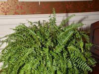 xfern1149