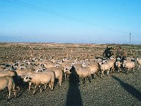 QDMSpainHerd89
