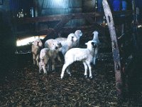 QDMSpainSheep