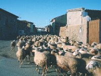 SheepherdW QDM89