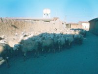 SpainHerd