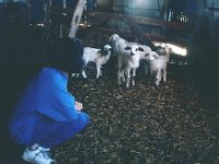TinaSheepSpain89